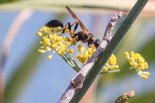 صورة Sceliphron madraspatanum (Fabricius 1781)