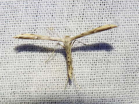 Image of Ragweed Plume Moth