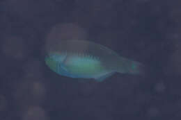 Image of Chameleon parrotfish