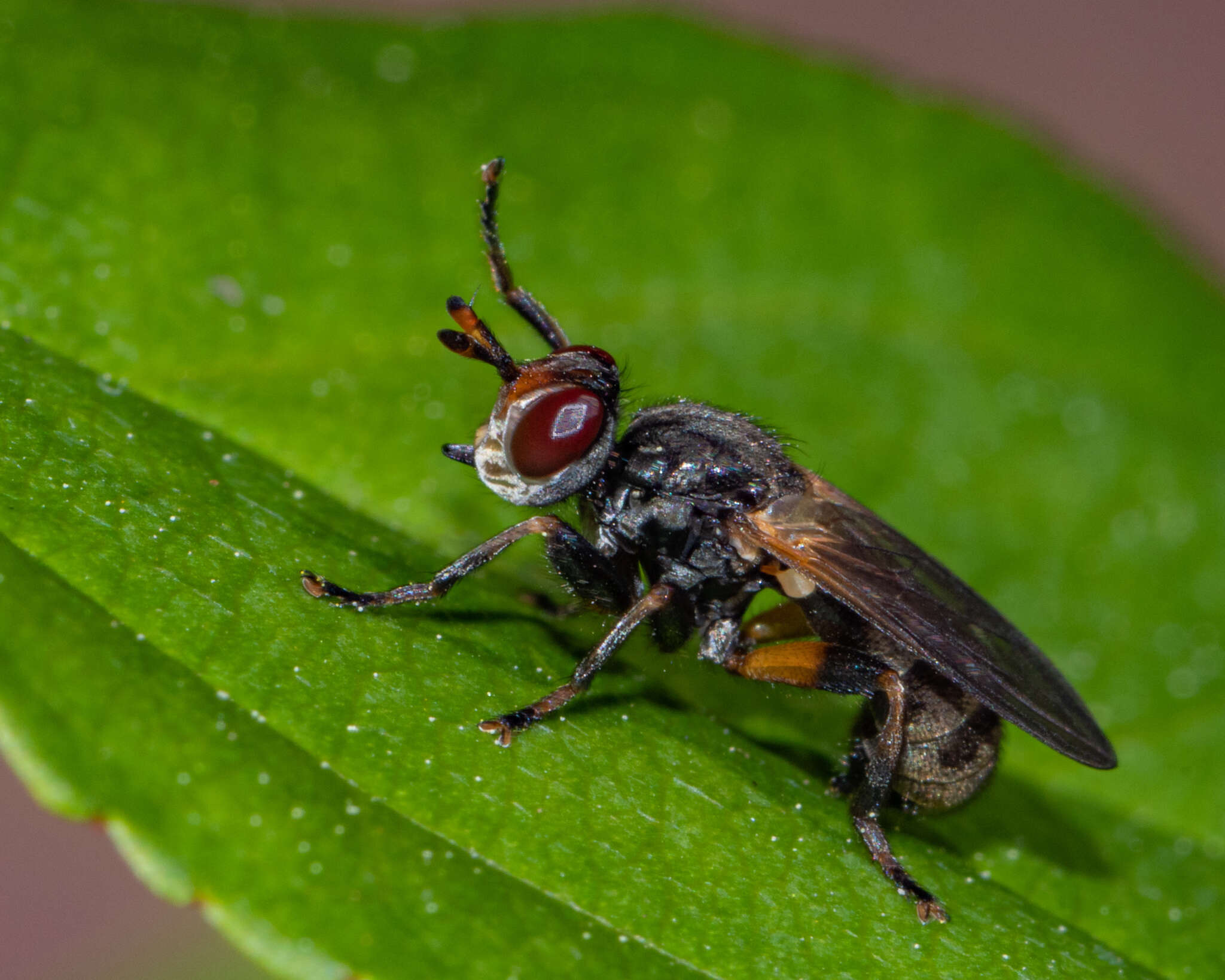 Imagem de Thecophora occidensis (Walker 1849)