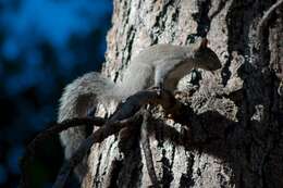 Imagem de Sciurus subgen. Hesperosciurus Nelson 1899