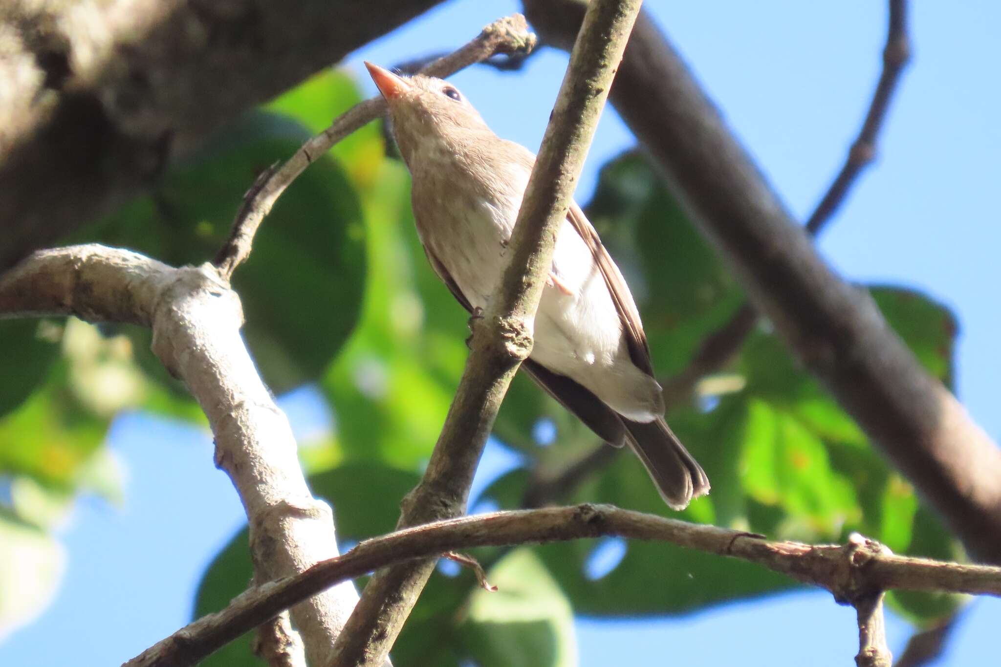 Image of Brown-streaked Flycatcher