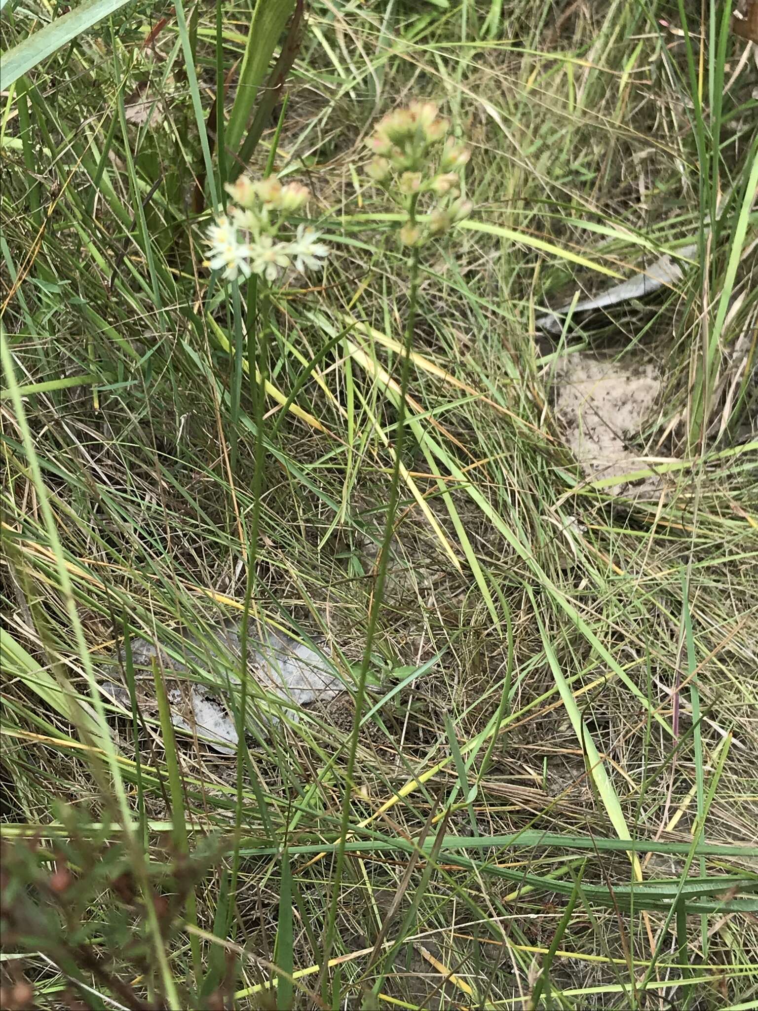 Image of coastal false asphodel