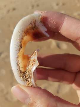 Image of checkered bonnet