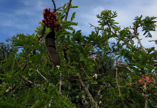 Image of Hottentot's Bean