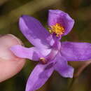 Calopogon barbatus (Walter) Ames的圖片