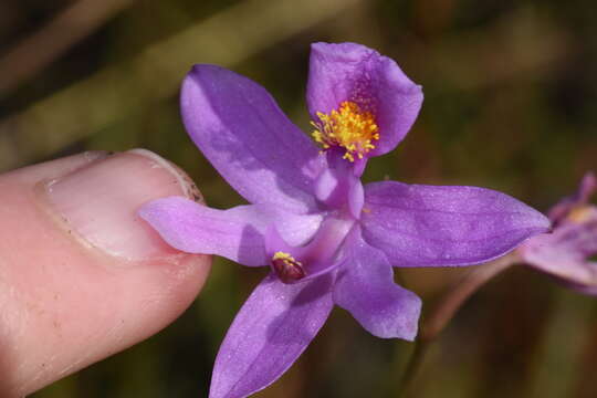 Calopogon barbatus (Walter) Ames的圖片