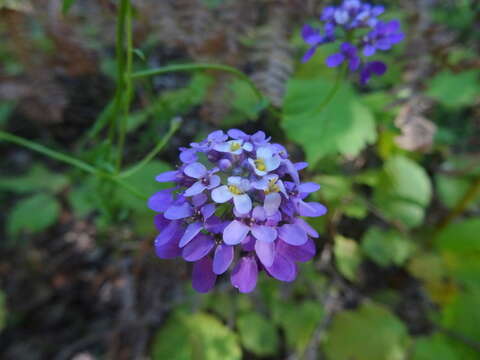 Image of Iberis linifolia subsp. violletii (Soy.-Will. ex Godr.) Valdés