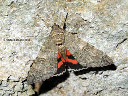 Image of red underwing