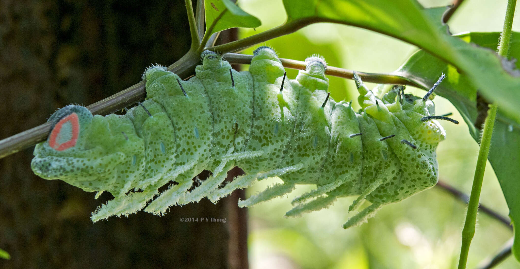 Image of atlas moth