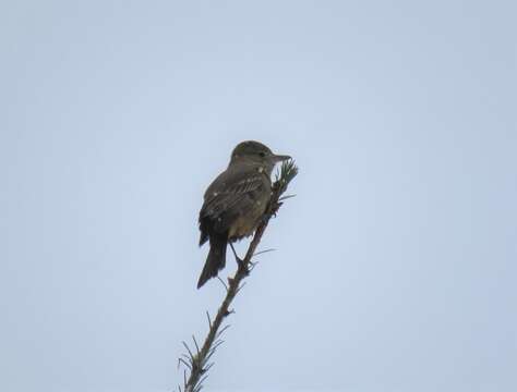 Image of Great Shrike-Tyrant