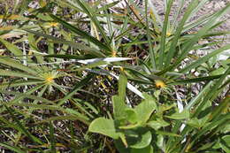 Image of Florida silver palm