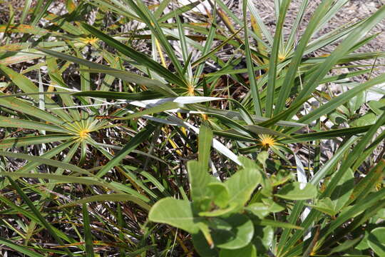 Image of Florida silver palm