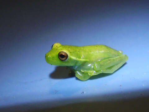 Image of Teresopolis treefrog