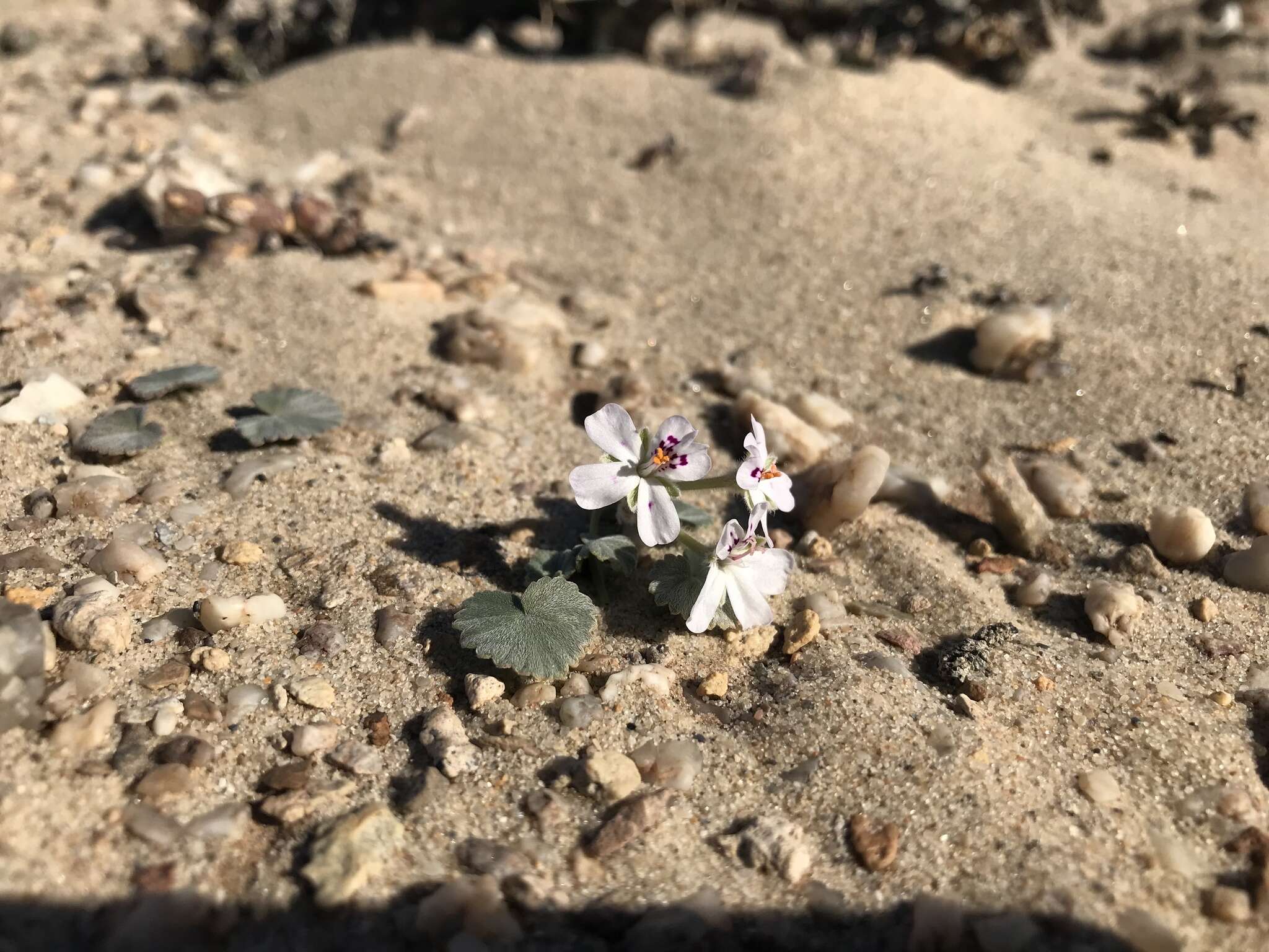 Image of Pelargonium sibthorpiifolium Harv.