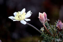 Image of Xanthosia tomentosa George