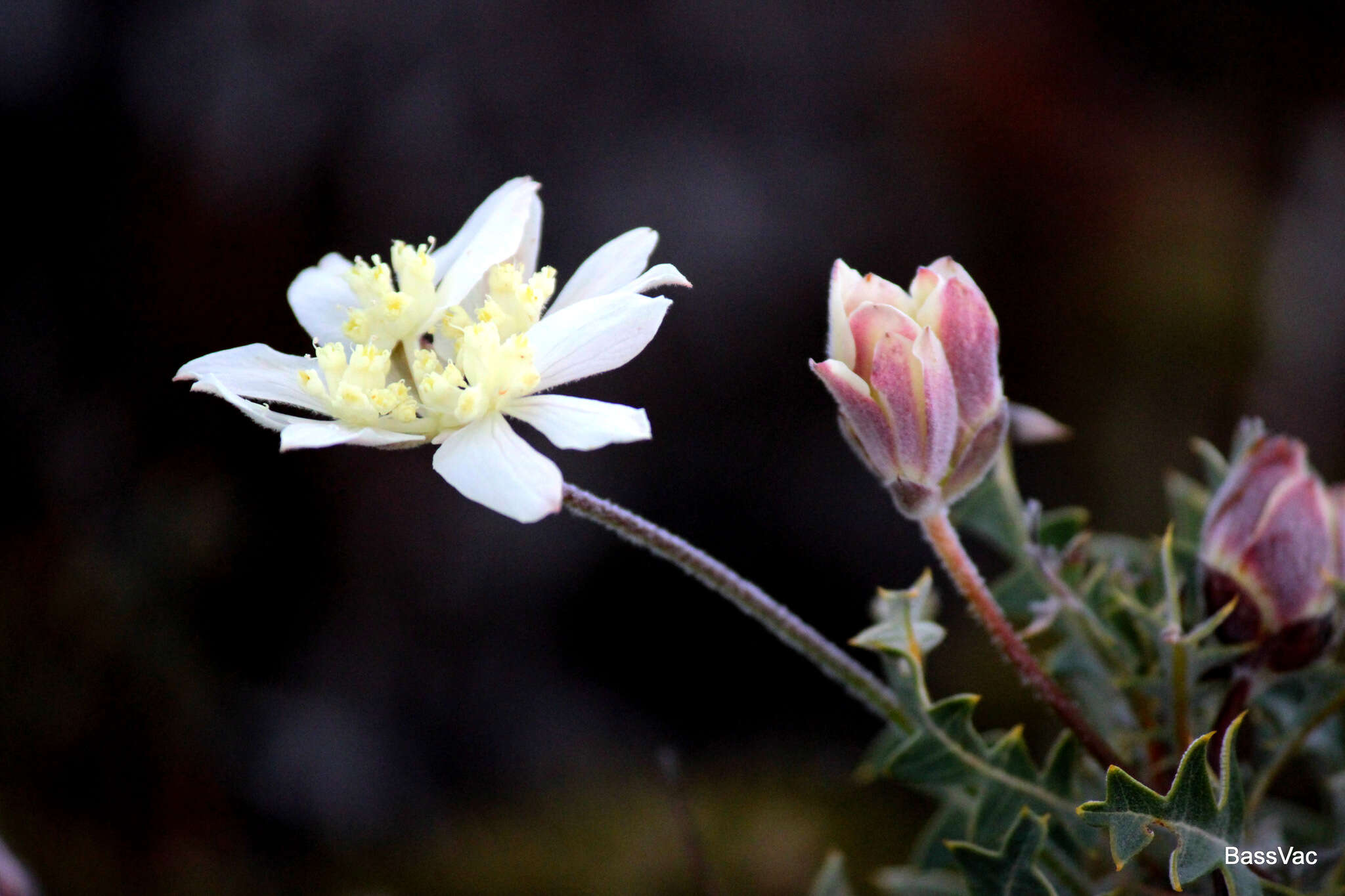 Image of Xanthosia tomentosa George