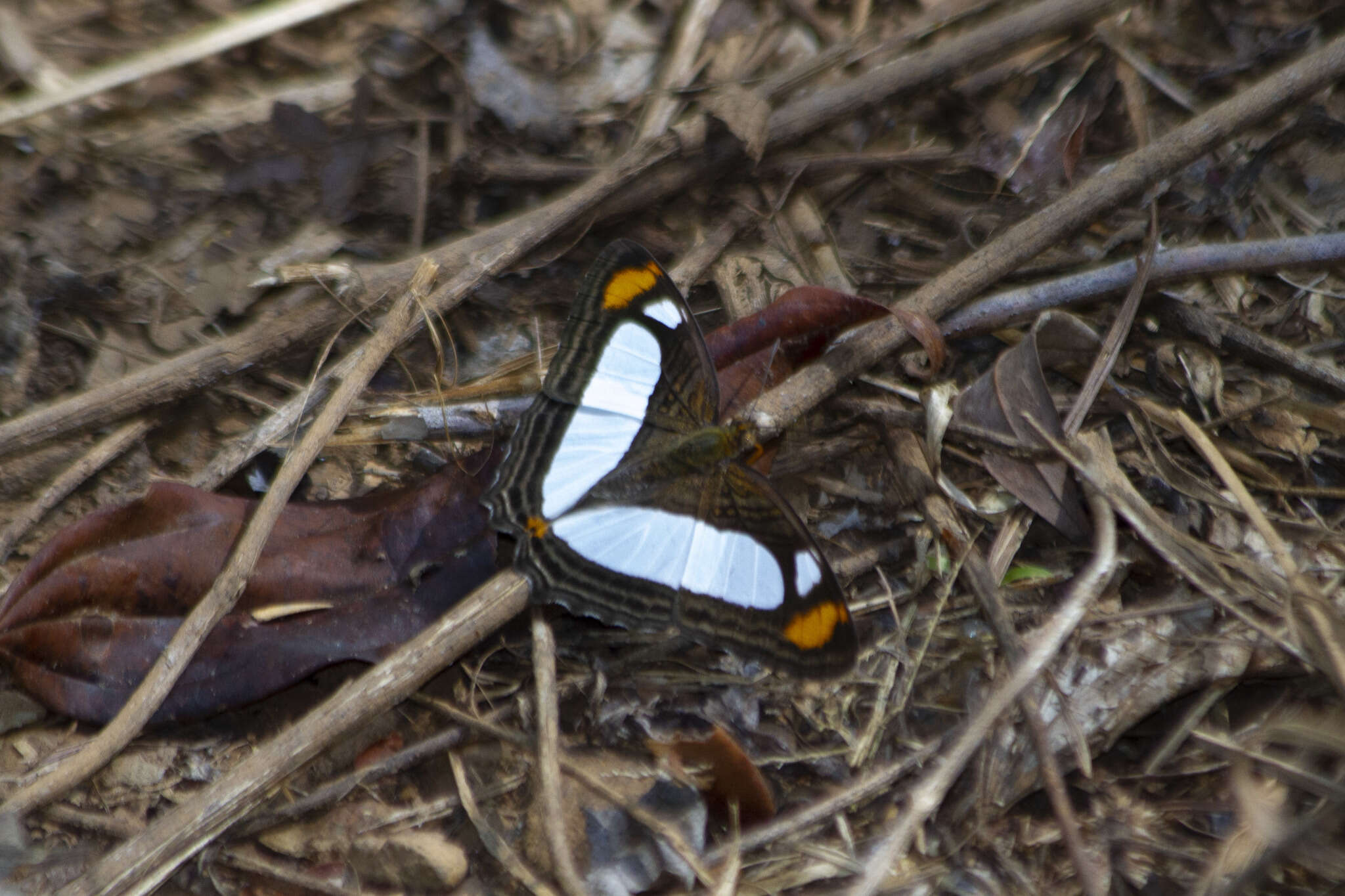 Image of Adelpha thoasa