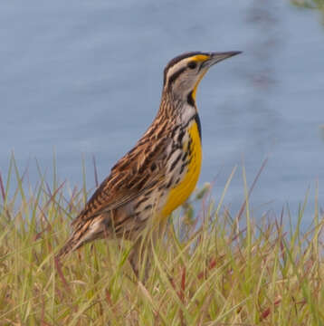 Image of Eastern Meadowlark