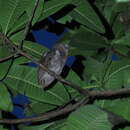 Image of Rinjani Scops Owl