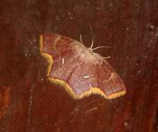 Слика од Chrysocraspeda lunulata Swinhoe 1902