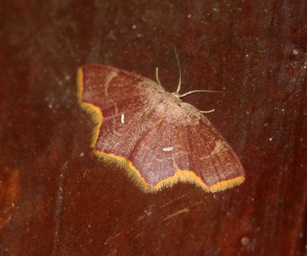 Слика од Chrysocraspeda lunulata Swinhoe 1902