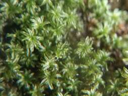 Image of groutiella moss