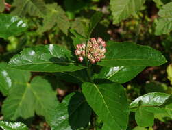 Plancia ëd Chamaemespilus alpina (Mill.) K. R. Robertson & J. B. Phipps