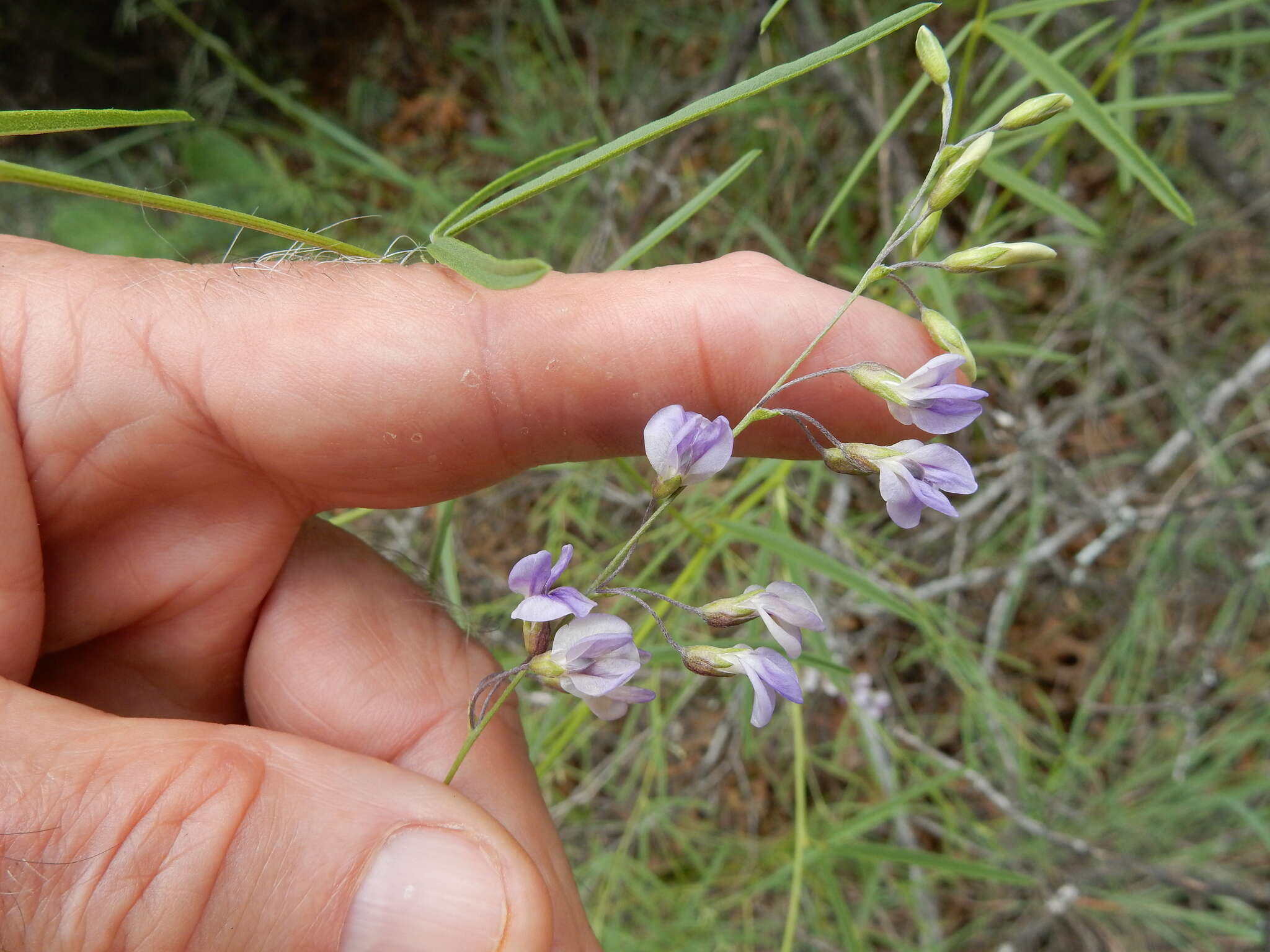 Image of narrowleaf Indian breadroot