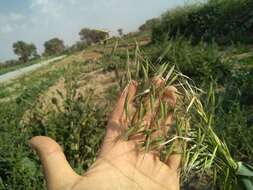 Image of Avena sterilis subsp. ludoviciana (Durieu) Gillet & Magne