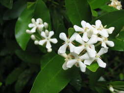 Слика од Ixora vieillardii Guillaumin