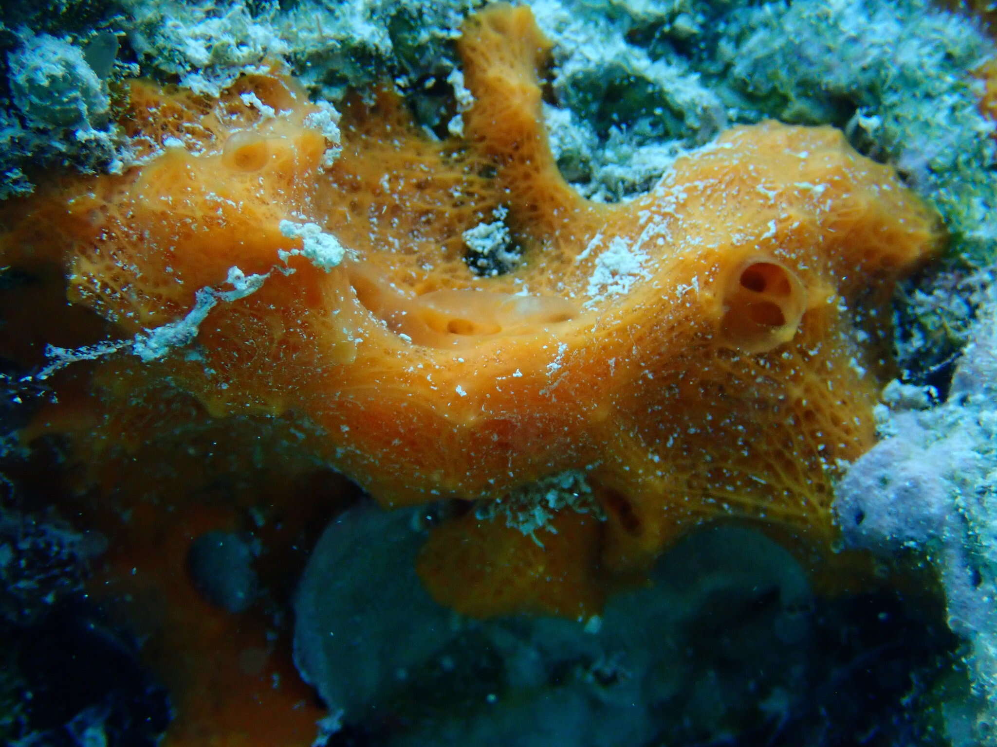 Image of orange lumpy encrusting sponge