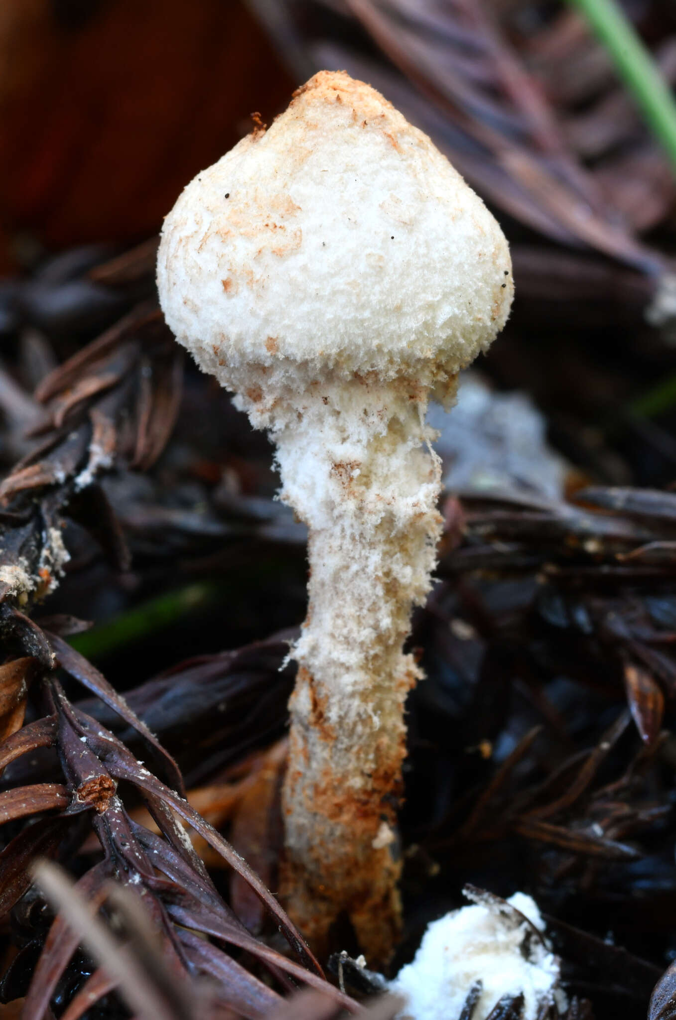 Image of Cystolepiota petasiformis (Murrill) Vellinga 2006