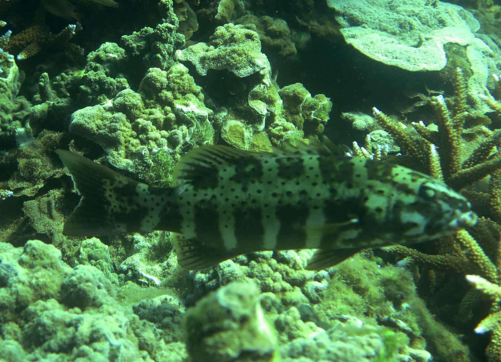 Image of Barcheek coral trout