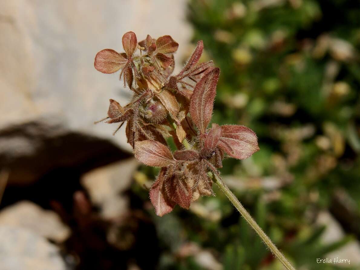 Image of Cruciata taurica subsp. taurica