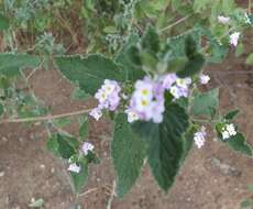 Sivun Lantana angolensis Moldenke kuva