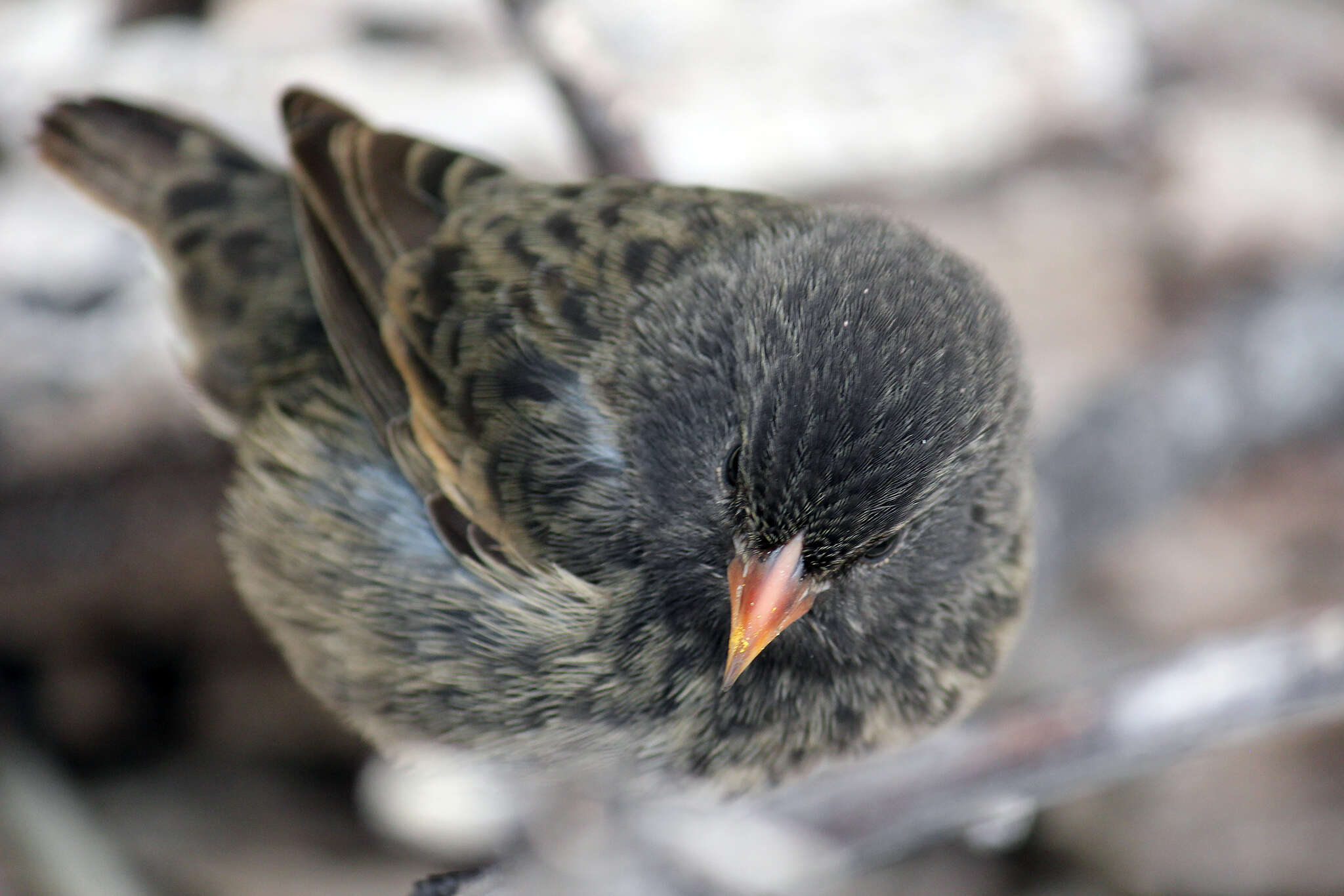 Image of Genovesa Ground Finch