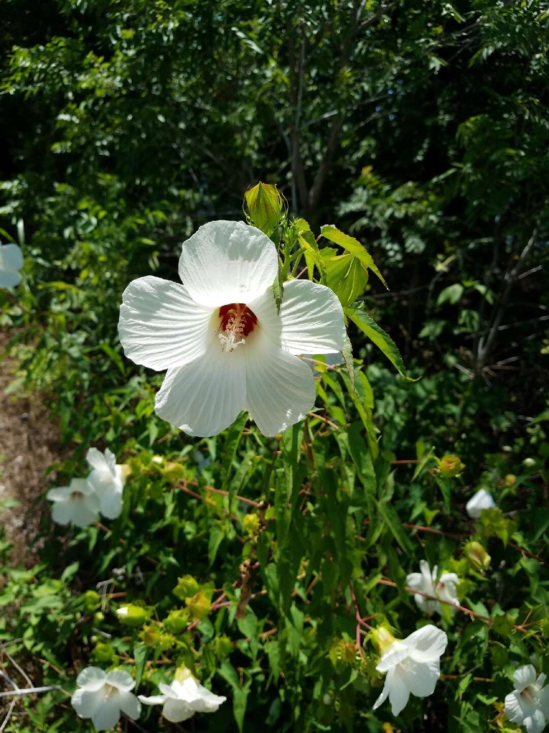 Слика од Hibiscus laevis All.