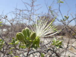 Imagem de Maerua angolensis DC.