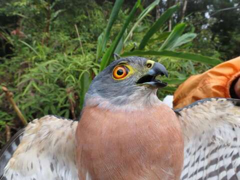 Image of Celebes Sparrowhawk