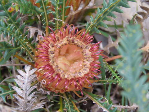 Image of Banksia dallanneyi A. R. Mast & K. R. Thiele