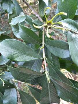 Image of Cape jasmine