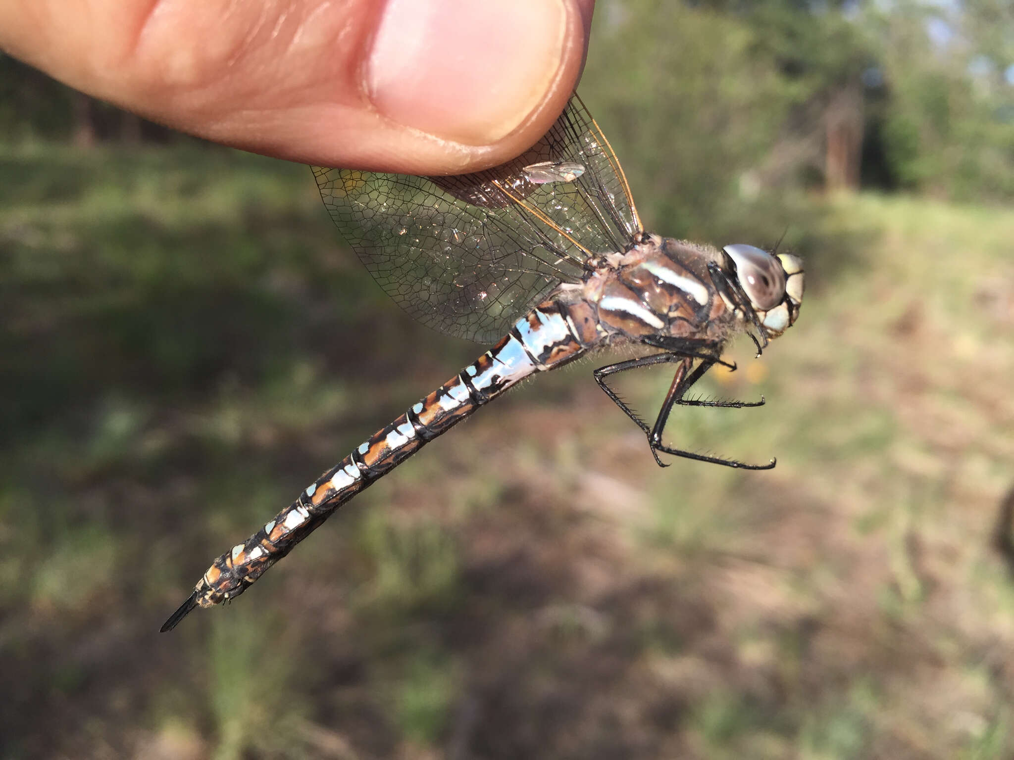 Image of California Darner