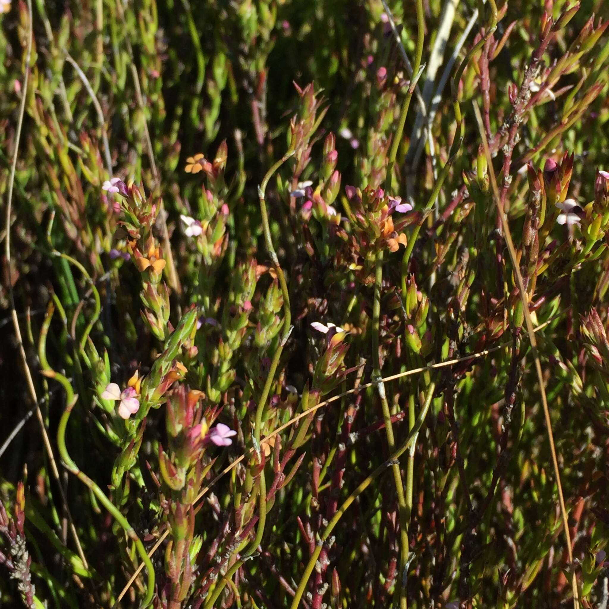 Image of Muraltia ericoides (Burm. fil.) Steud.