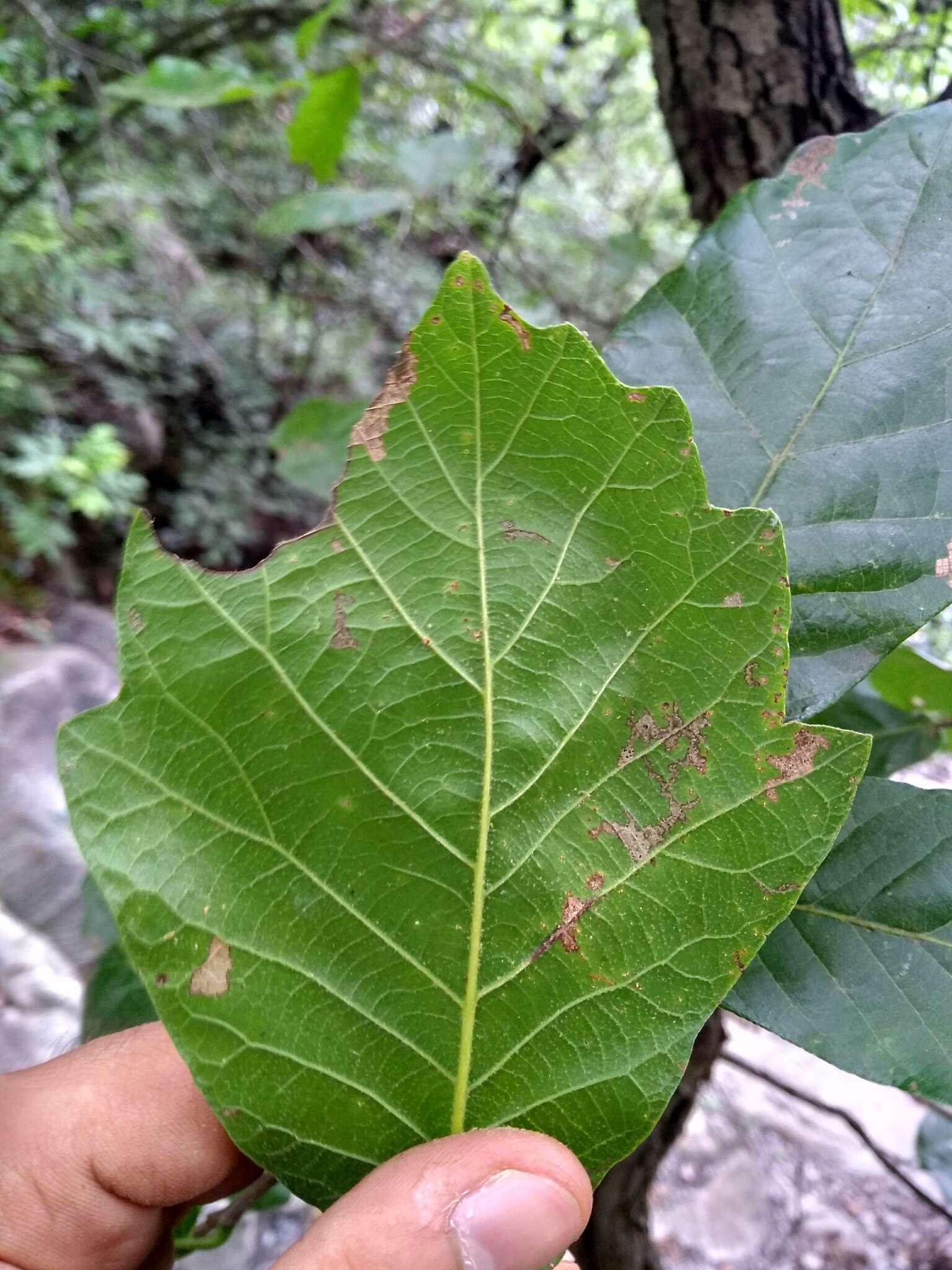 Image de Quercus tuberculata Liebm.