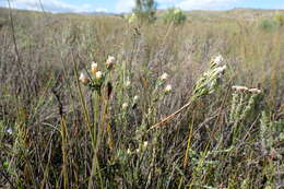 Plancia ëd Leucadendron sericeum (Thunb.) R. Br.