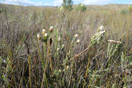 Image of Leucadendron sericeum (Thunb.) R. Br.