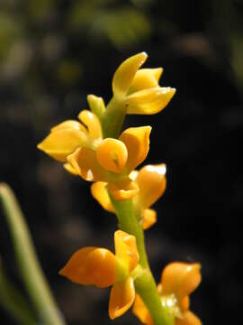 Image de Epidendrum dendrobioides Thunb.