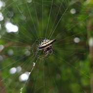 Image of Gasteracantha geminata (Fabricius 1798)