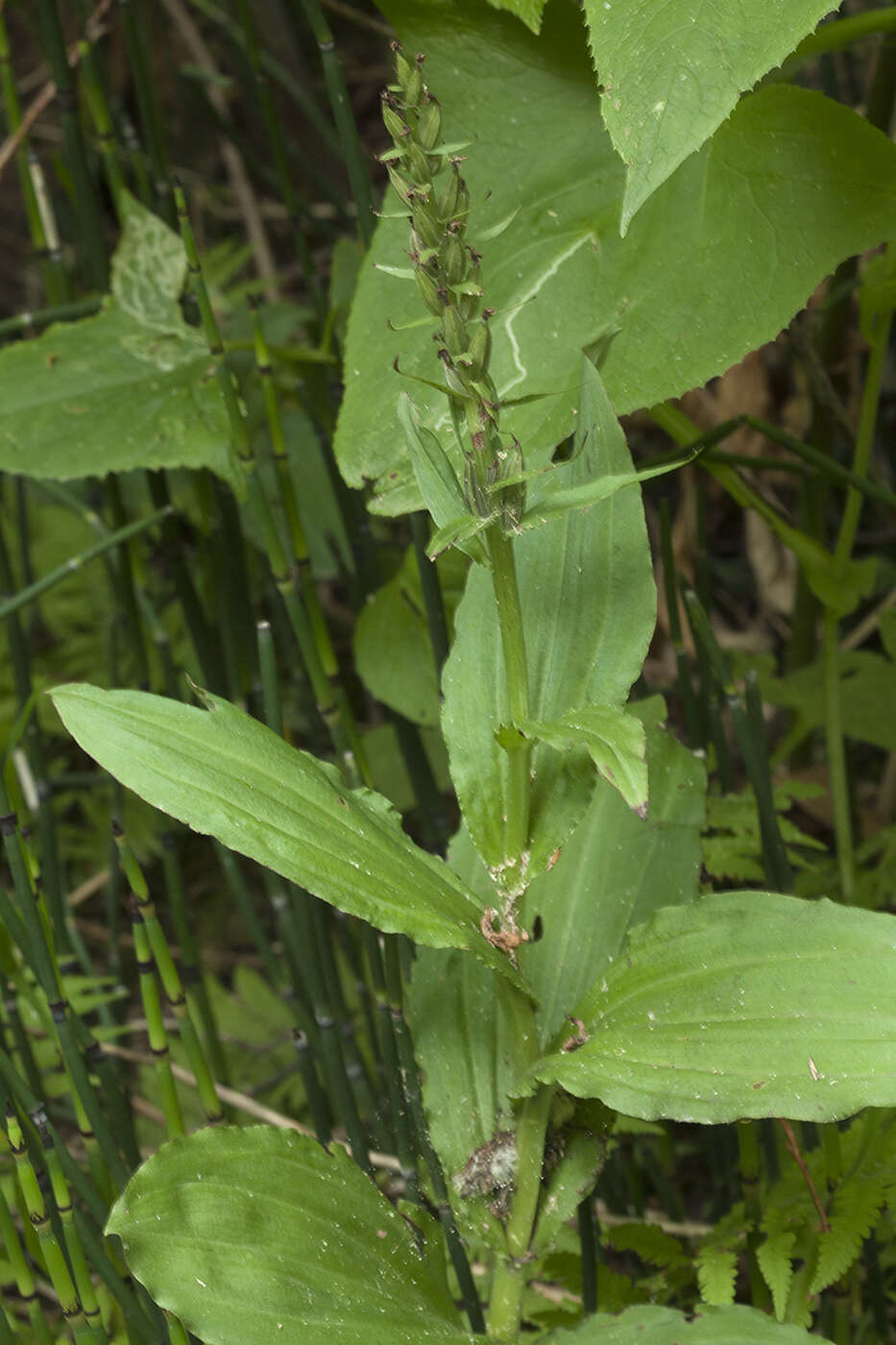 Plancia ëd Galearis camtschatica (Cham.) X. H. Jin, Schuit. & W. T. Jin